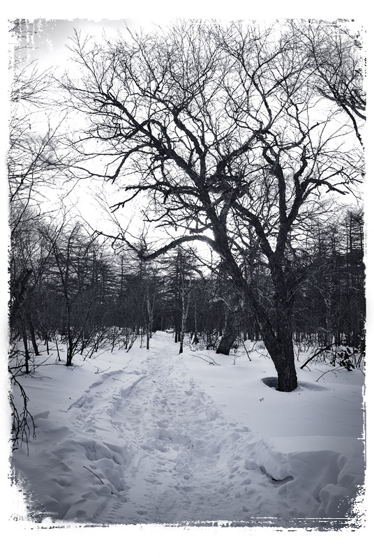 Лесными лабиринтами..