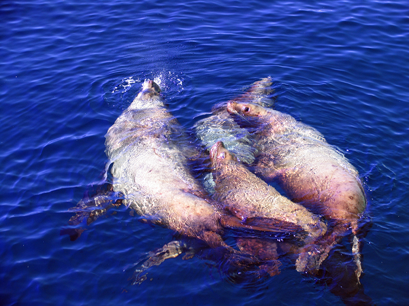 Хотите похудеть...Спросите у нас...