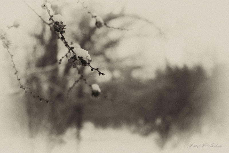 О зимней лиственнице...