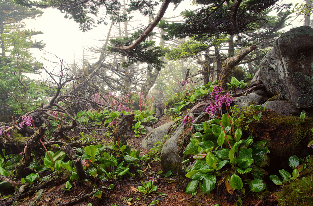 В лесу, где сказка водит хороводы с былью