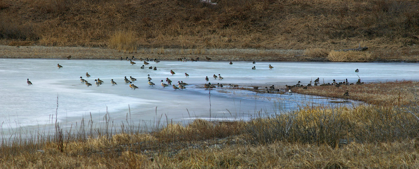 Ранний прилёт