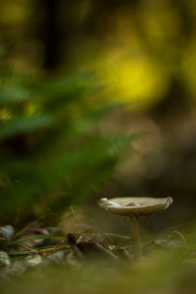 Я спросил у осени...