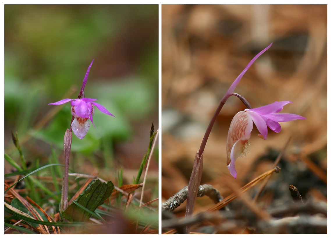 Дикая орхидея мая