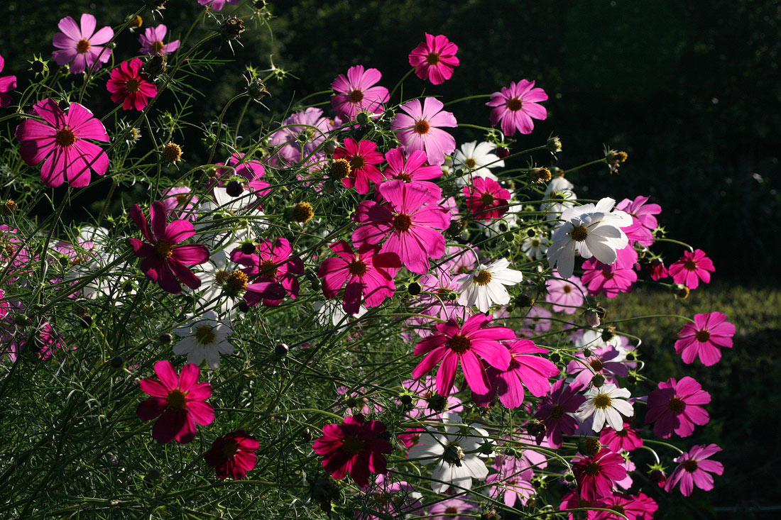 Космея в ударе