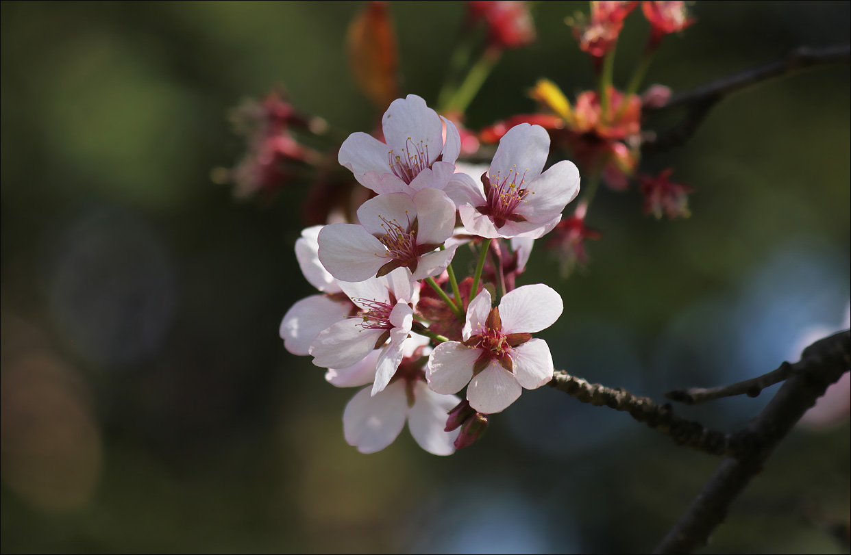 Вишня цвела