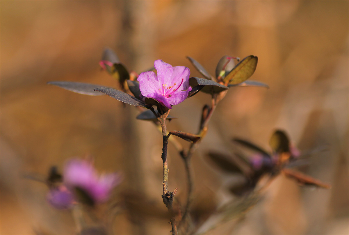 Рододендрон в ноябре