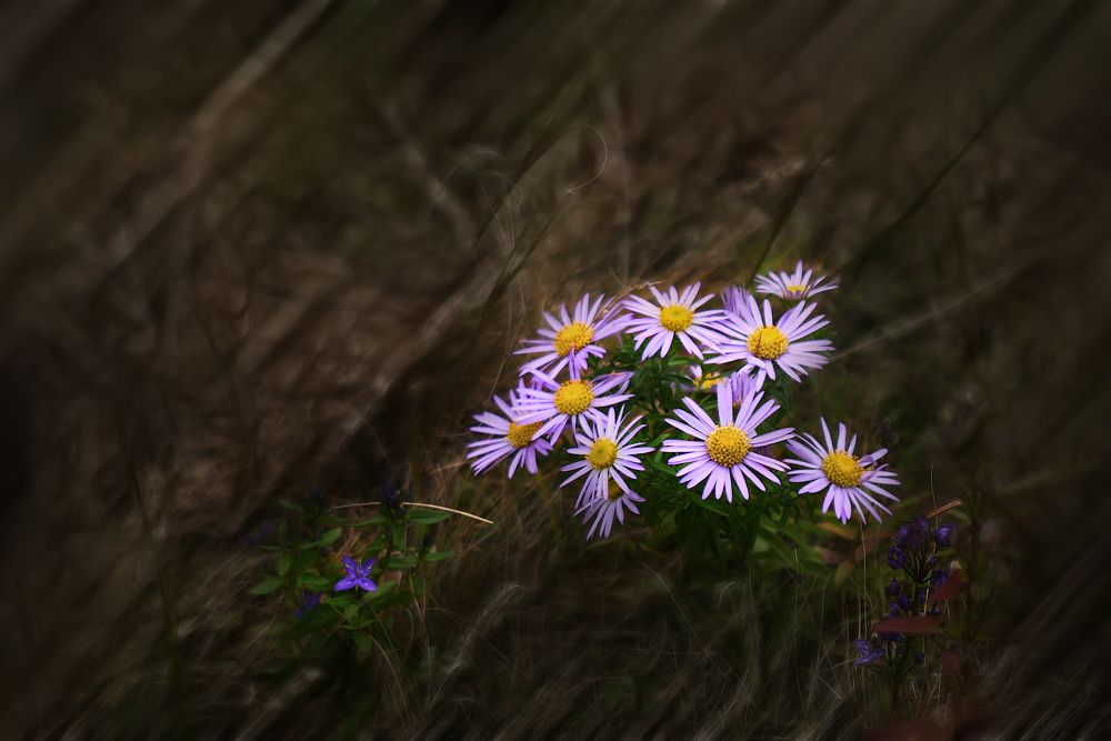 Жёлтые глазки