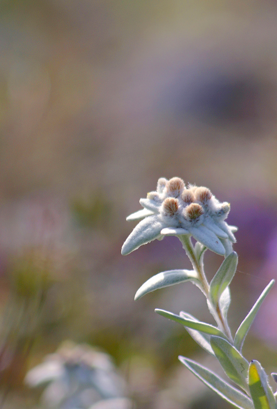 Признание в любви