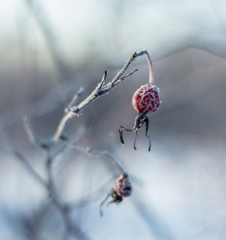 Предпоследние заморозки...