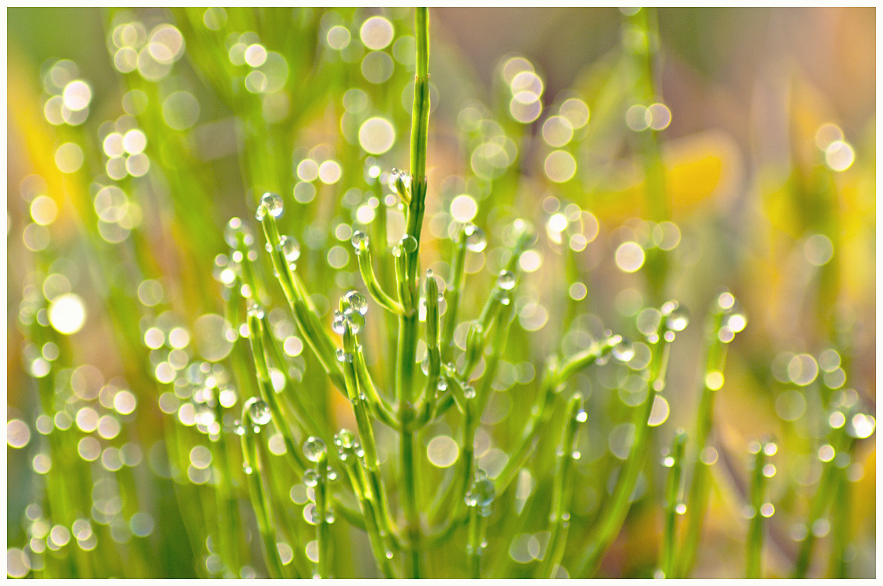 Утренний блеск