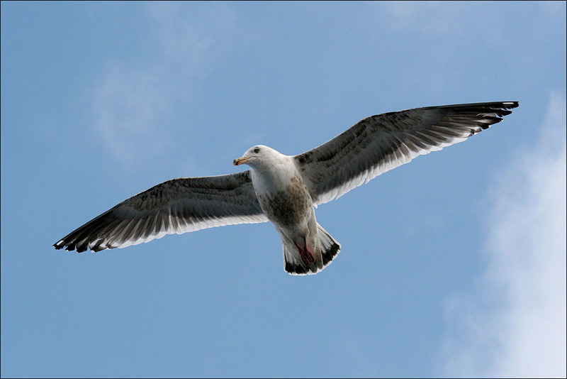 дай дай дай (с)