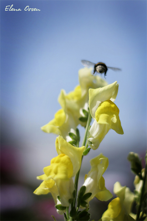 Полёт шмеля