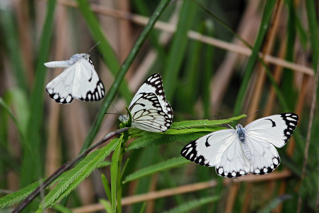 Лётная школа бабочек