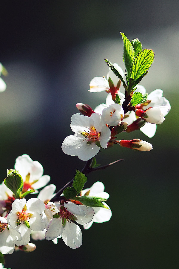 По заказу Monti