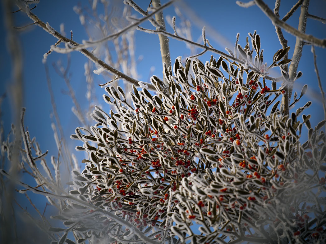 Прекраснейшее паразитство :)