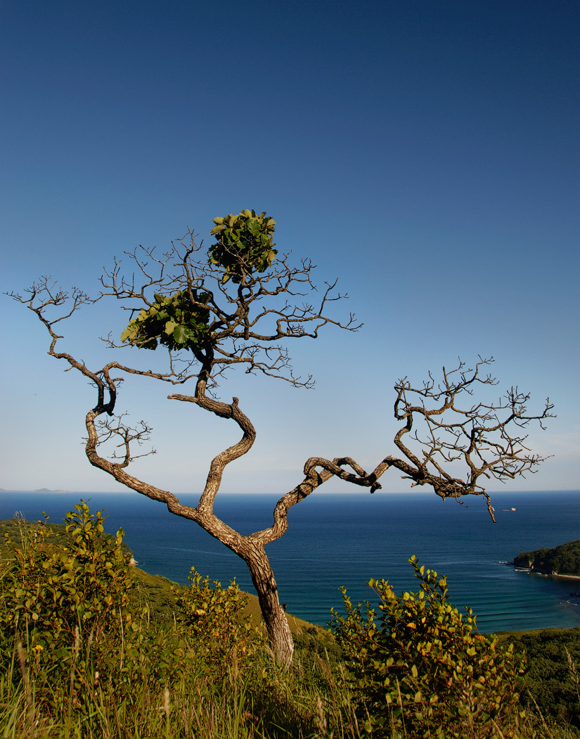 популярный дубок на Гамове