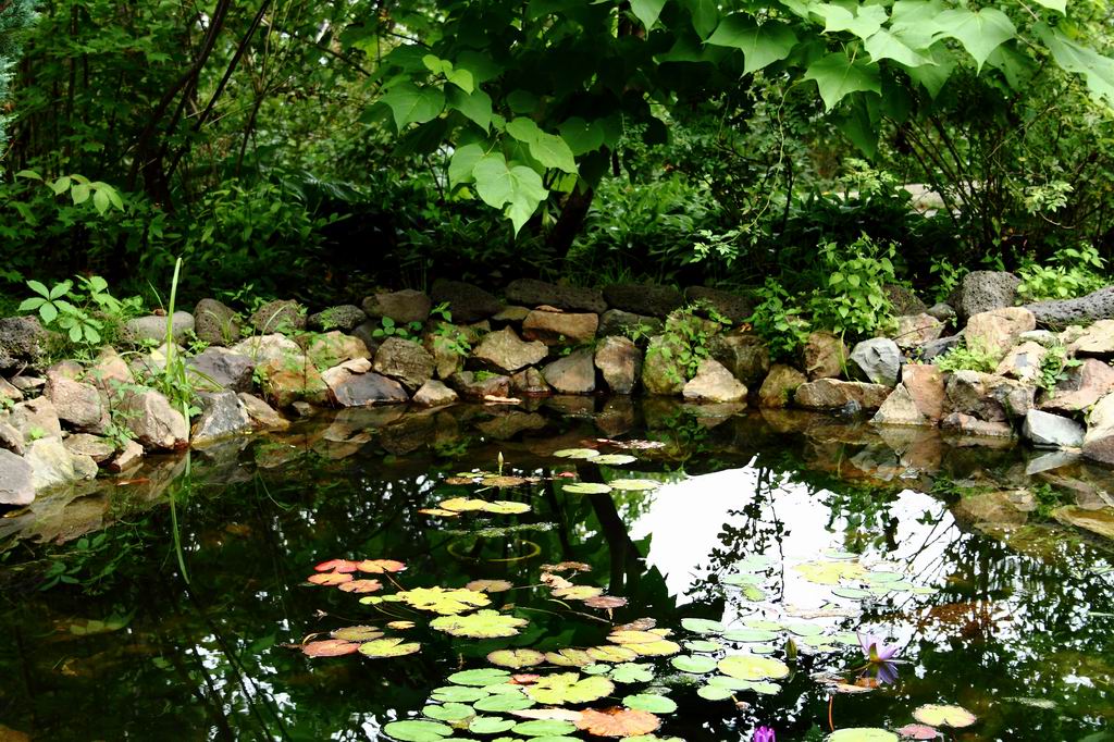 Ботанический прудец