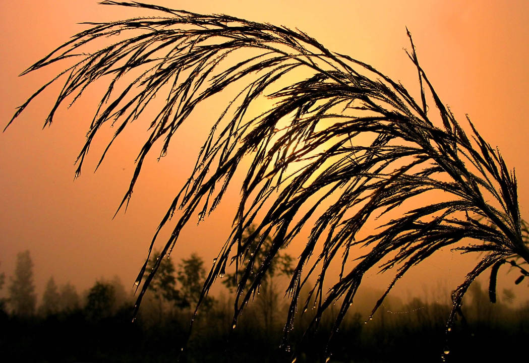 Метёлка Курасавы