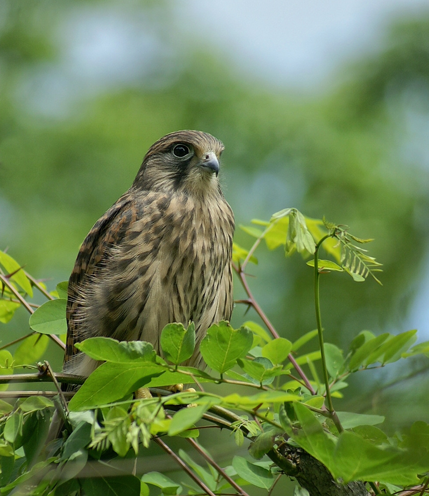 Парадный портрет