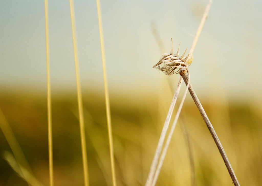 Дракончик… :)