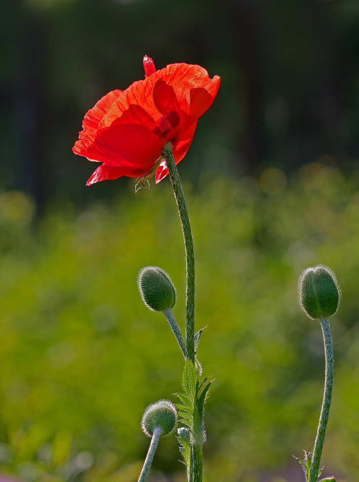 Красный мак