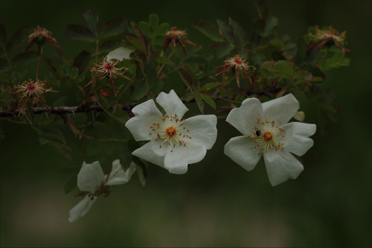 Белый шиповник