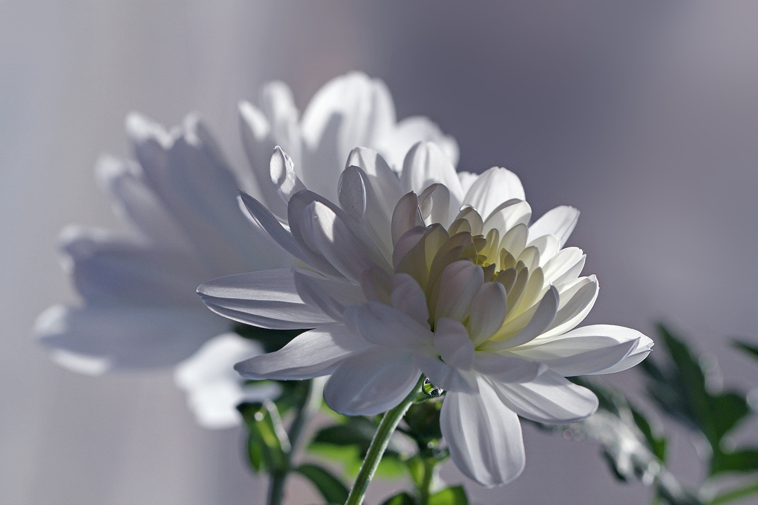 С праздником вас, дорогие мужчины!