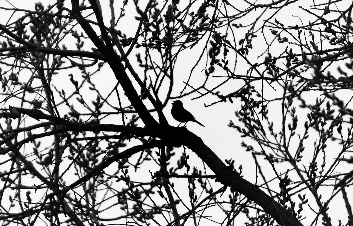 весенняя песнь