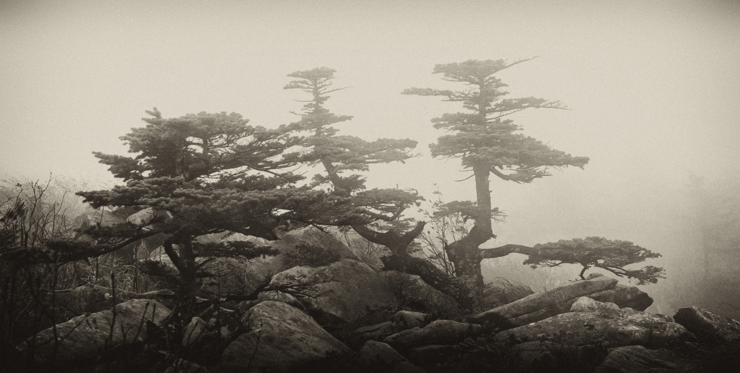 дерево в облаках