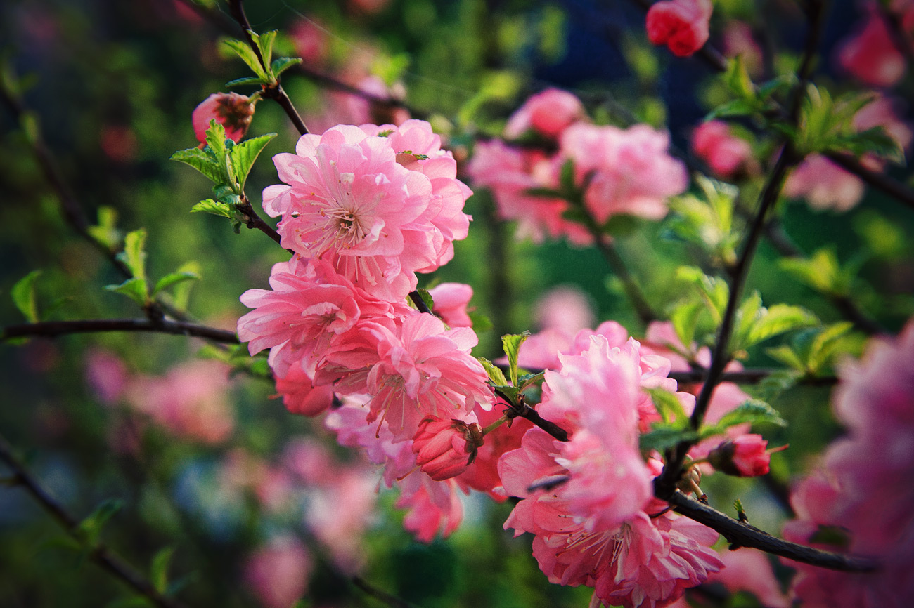 Цветет  великолепно