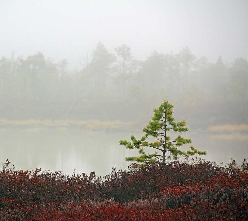 На той стороне Родина