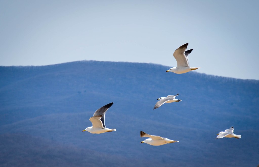 летят утки...