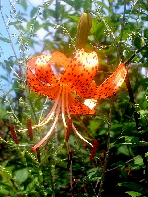 Напоминание о лете...