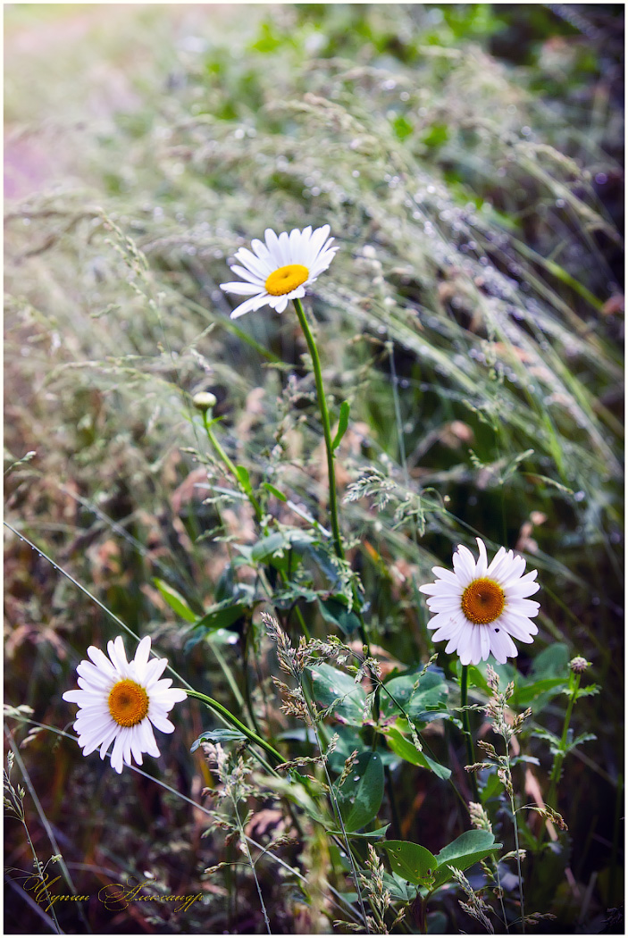 После дождя