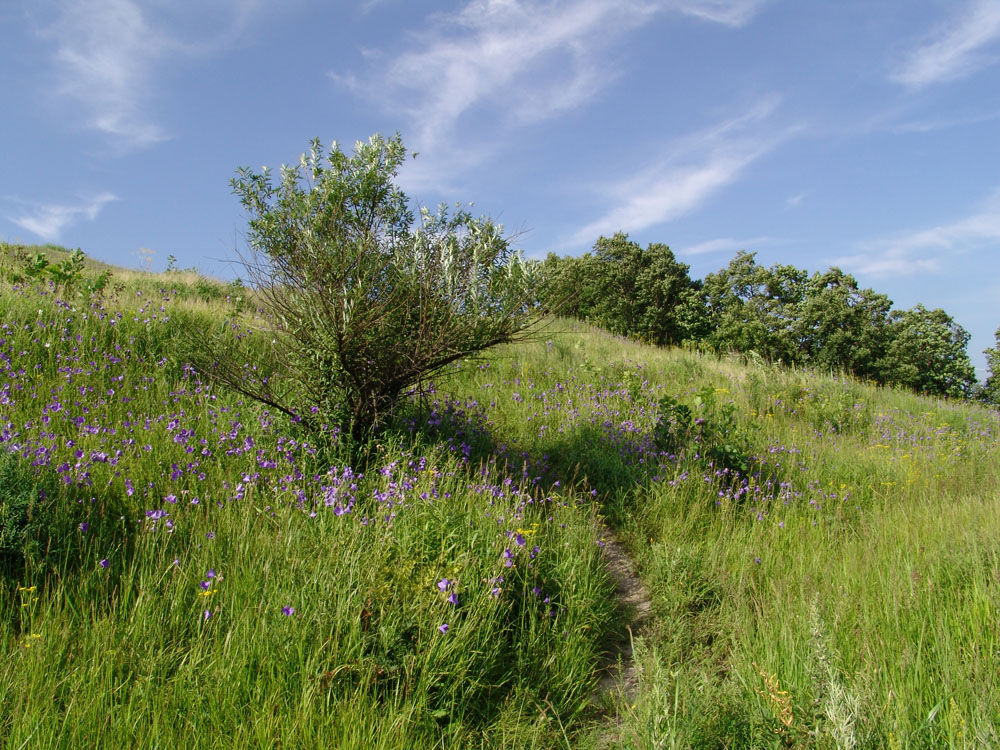 колокольчиковое лето, где-то под уссурийском