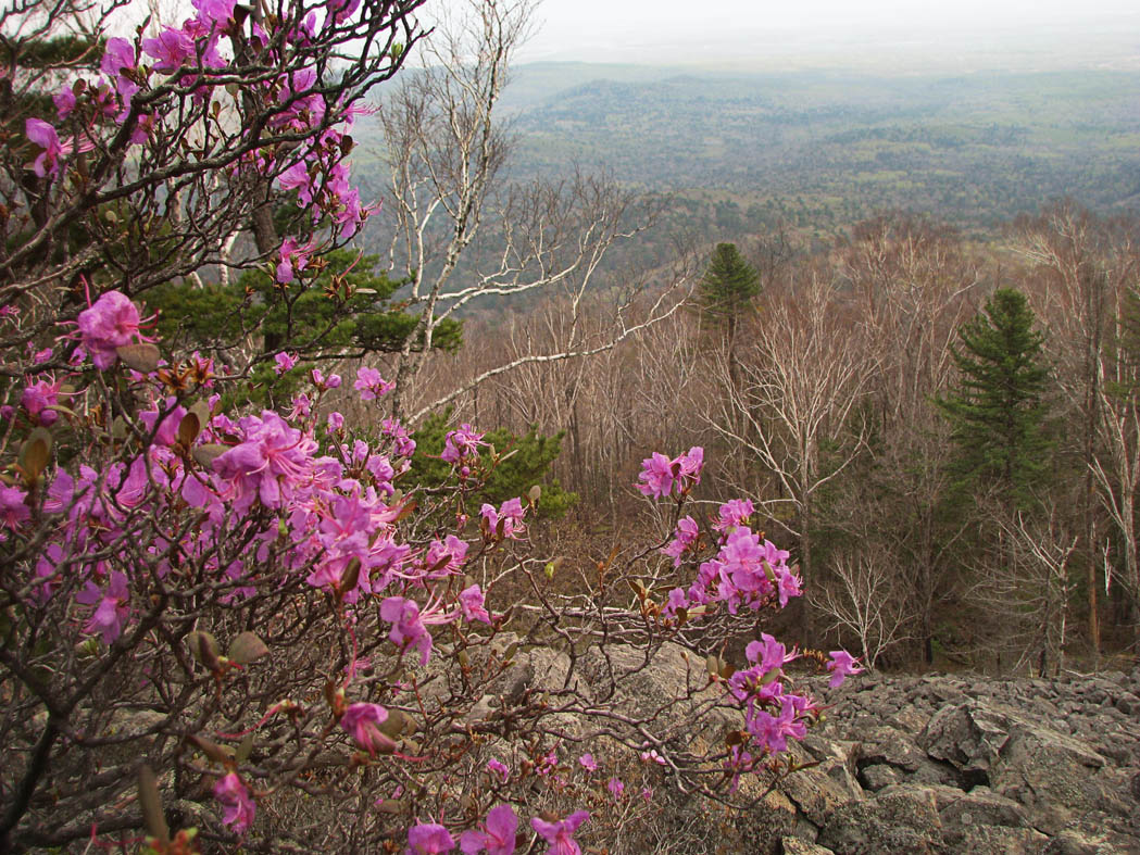 Скоро, скоро, вот,  вот,  вот, Рододендрон зацветет...
