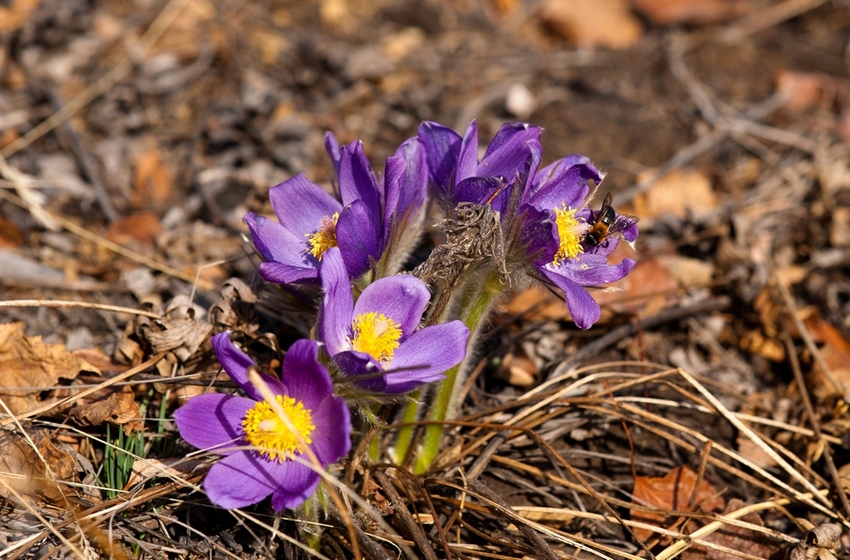 Первые цветы,апрель!