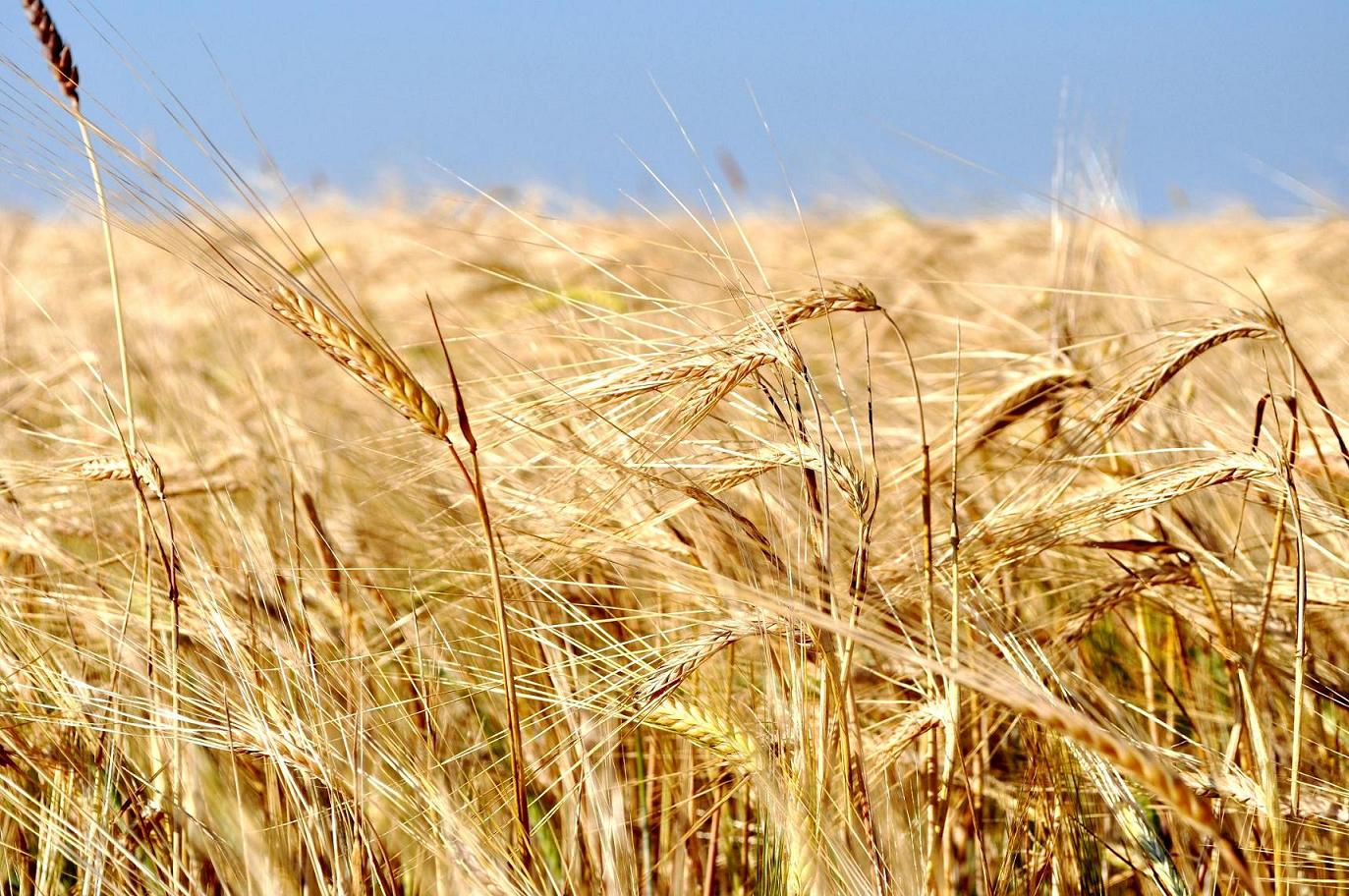 Золото полей