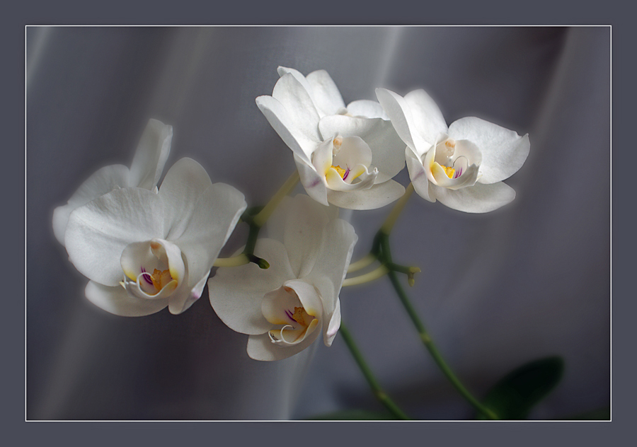 Не дикая орхидея :)