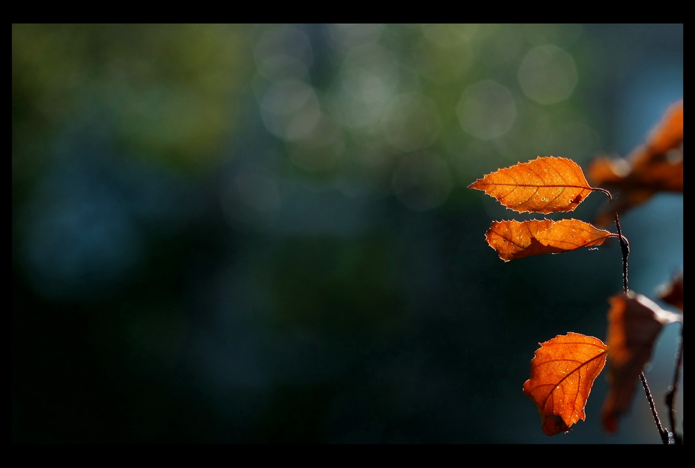 Сияние осени