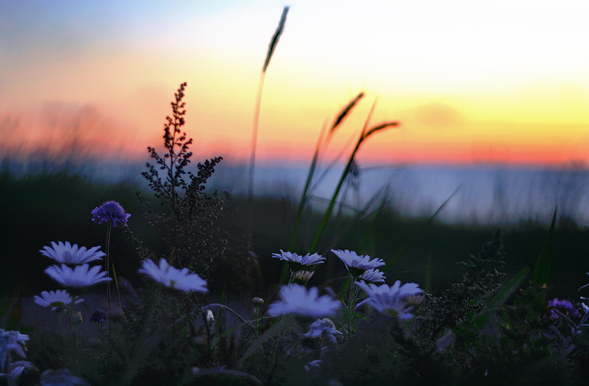 Утренний сон