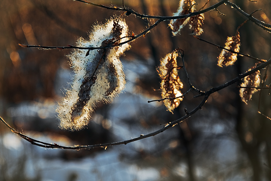Казалось хватит всем тепла, и лето будет бесконечным...
