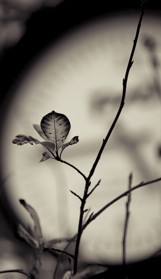 Портрет листа