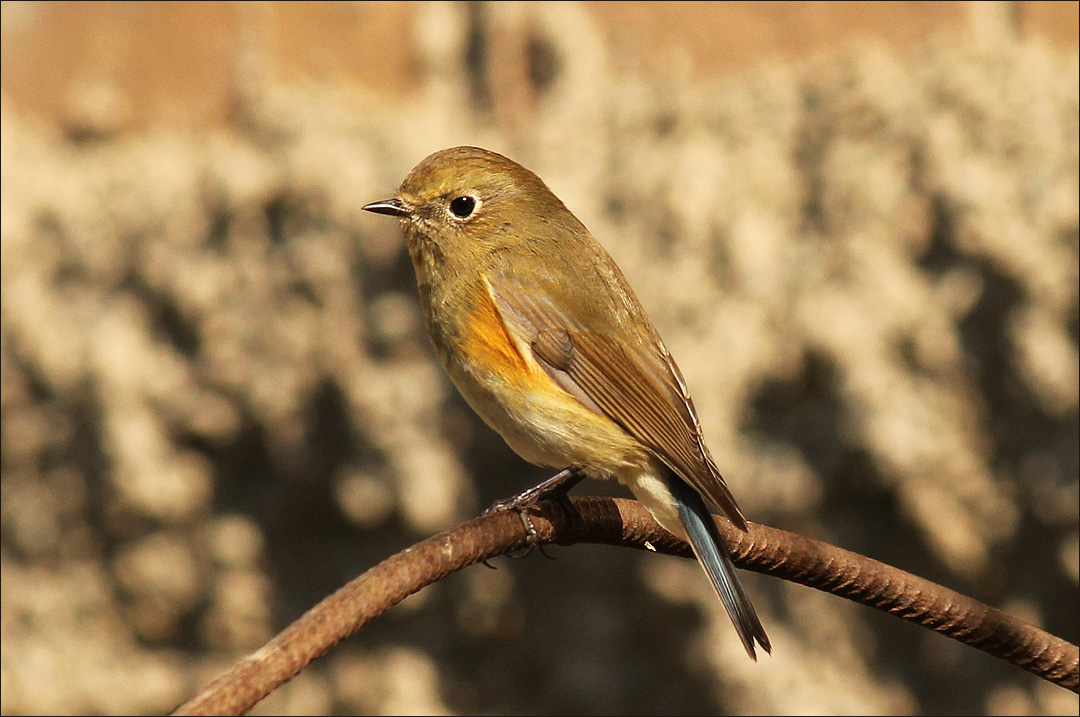 Синехвостка