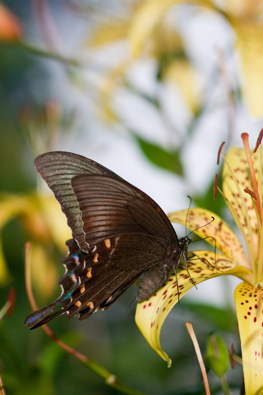 чудесные создания