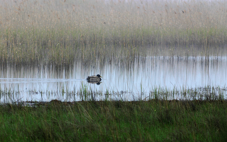 Утро туманное
