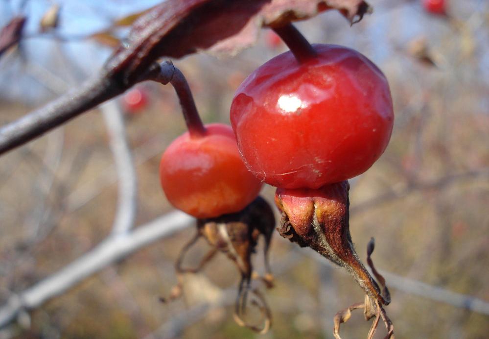 камчатский шиповник