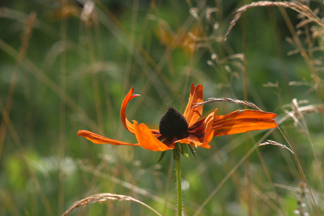 Руки вверх!