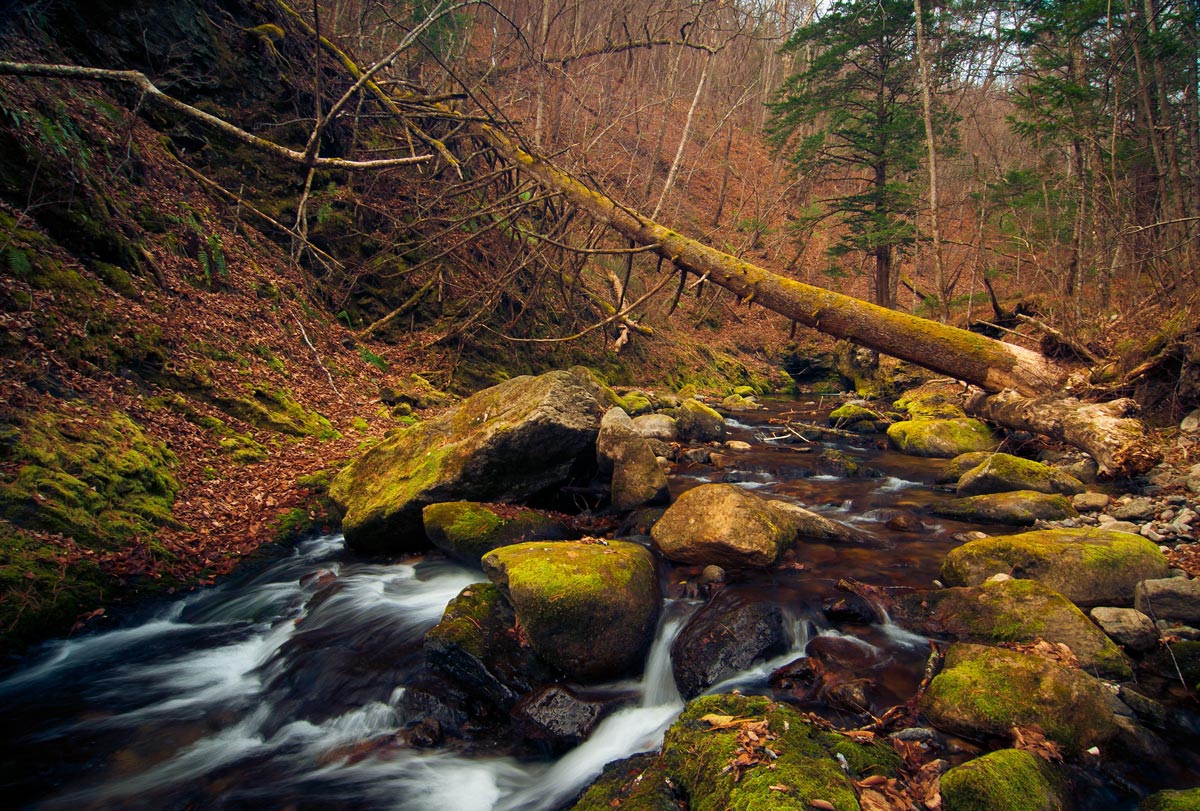 Бобры не дремлют