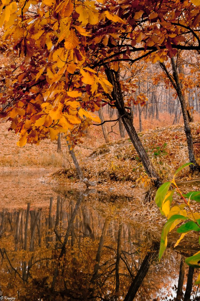 Осенняя соната...